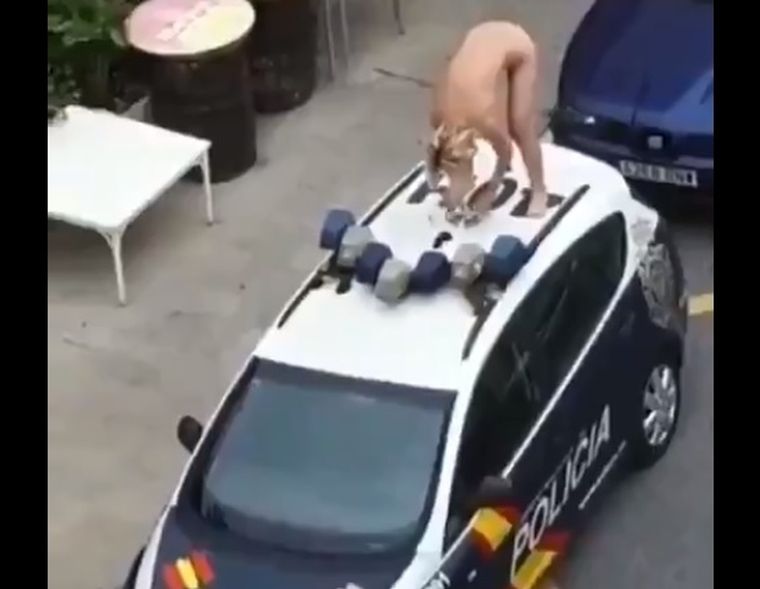 La mujer de 41 años se desnudó y se subió al techo de un patrullero tras haber salido de prisión