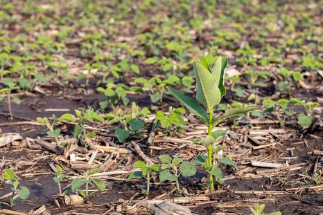 El innovador herbicida selectivo de Syngenta apunta contra las malezas resistentes. El innovador herbicida selectivo de Syngenta apunta contra las malezas resistentes.