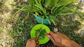 Un fertilizante mágico. Foto: Fuente: Shutterstock