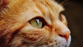 El alimento preferido de los gatos es el pescado, y te contamos por qué. Foto: Pixabay - pixabay.com