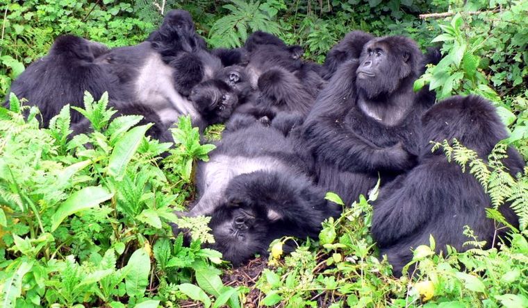 Una familia de gorilas de montaña descansa junta en el Parque Nacional de los Volcanes, Ruanda. Foto: Dpa.