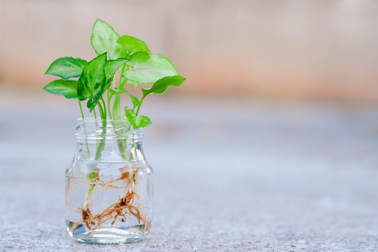Esta planta puede cultivarse en recipientes con agua y funciona como una opción decorativa para interiores.