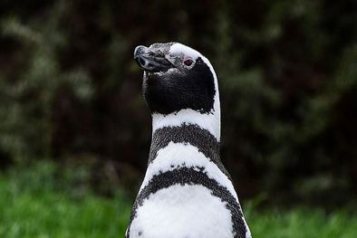 MDZol | Los pingüinos de Magallanes migran cada año desde la Patagonia hacia aguas más templadas. Foto: GETTY IMAGES