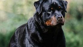 El instinto protector de estas razas de perros las convierte en el mejor escudo para el hogar. Foto: Archivo