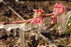proponen que el fondo solidario agricola sea obligatorio