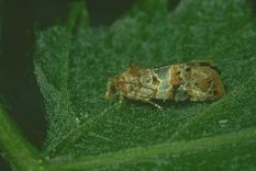 Las larvas de la polilla de la vid viven en los racimos. 