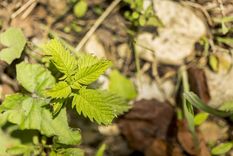Melisa Una planta para el descanso. Foto: Fuente: Freepik