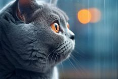 Un sueño para pensar. Foto: Fuente: Freepik