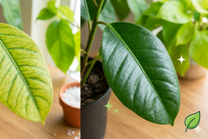 Se puede recuperar el verde intenso de las plantas. Fuente: IA Gemini.