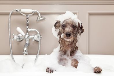 MDZol | Poné en práctica estos consejos y verás como tu mascota y tu olfato te lo agradecerán Foto: Shutterstock