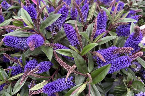Esta planta es perfecta para tenerla en el jardín. Esta planta es perfecta para tenerla en el jardín.