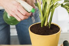 Las plantas quedarán sanas y fuertes con este abono casero.