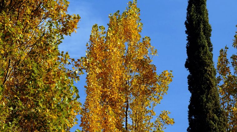 El álamo es uno de los árboles que no debes plantar cerca de veredas o pavimento Foto: ALF PONCE MERCADO / MDZ