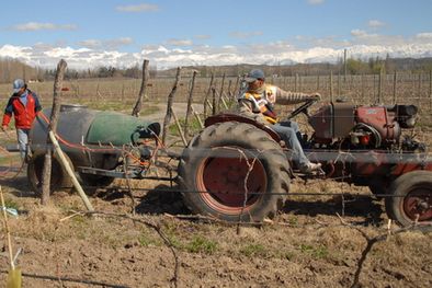 MDZol | El agro sigue recibiendo impactos. Foto: Ulises Naranjo / MDZ.