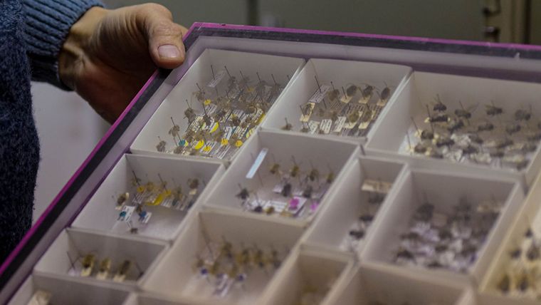 La colección del IADIZA cuenta con insectos de todo tipo entre los más de 300 mil ejemplares que posee. La colección del IADIZA cuenta con insectos de todo tipo entre los más de 300 mil ejemplares que posee.
