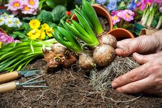 JARDÍN En la primavera se pueden cultivar bulbos en el jardín Foto: ARCHIVO