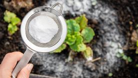 El uso del bicarbonato de sodio es clave para proteger y revitalizar las plantas Foto: SHUTTERSTOCK El uso del bicarbonato de sodio es clave para proteger y revitalizar las plantas Foto: SHUTTERSTOCK