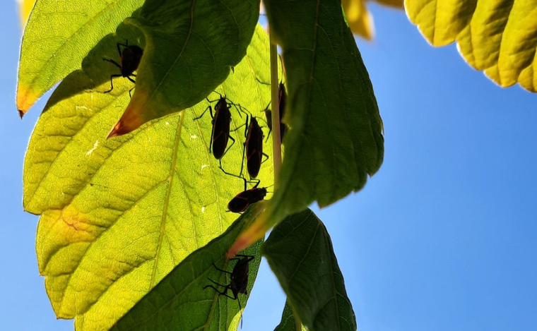 La chinche del arce en el árbol de una lectora de MDZ Foto: Facebook Valeria Gómez