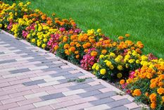 Conoce algunos cuidados especiales que mejorarán la floración en tu jardín Foto: Ecovital