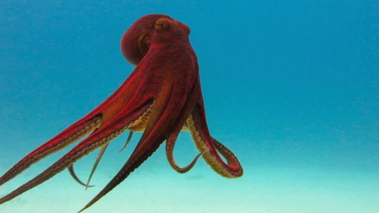 El pulpo Uno de los animales más antiguos del planeta