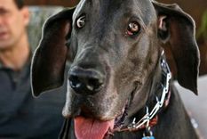 murio el perro mas grande del mundo: giant george