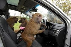 monos sueltos con cuchillos atemorizan a ciudadanos de reino unido