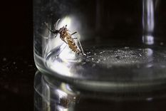 Investigadores, infectólogos y científicos respondieron al documento del Ministerio de Salud de la Nación del 2 de abril sobre la situación epidemiológica del dengue y las medidas de prevención. Foto: NA