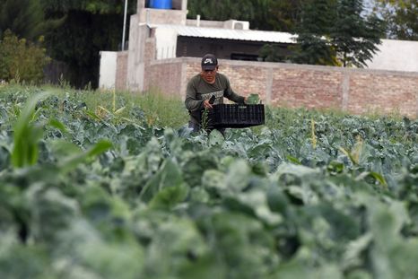 Mendoza apuesta a la ciencia aplicada con un sistema autónomo de inteligencia artificial pensado para zonas rurales y fincas alejadas. Mendoza apuesta a la ciencia aplicada con un sistema autónomo de inteligencia artificial pensado para zonas rurales y fincas alejadas.