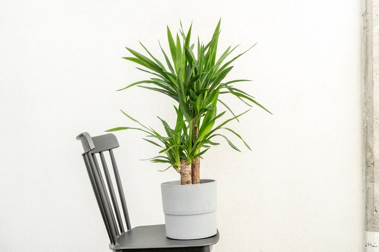Una planta que requiere pocos cuidados. Foto: Fuente: Shutterstock