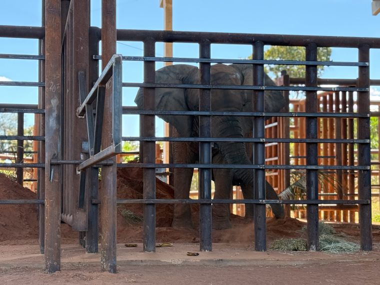 La elefanta Kenya llegó al santuario de elefantes de Brasil en julio de 2025. La elefanta Kenya llegó al santuario de elefantes de Brasil en julio de 2025.