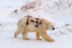 Esta imagen de un oso polar con una letra y números pintados en negro sobre su cuerpo despertó la preocupación de los científicos.
