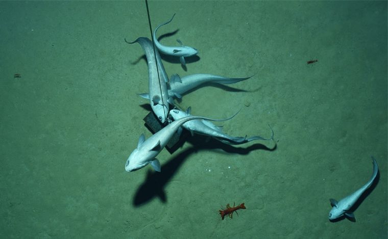 Científicos descubren lo que es el oxígeno oscuro. Foto: SAMS