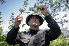 Colombia sufre cifras récord de cultivo y producción de cocaína.