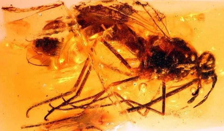 Imagen de la mosca zhangsolvidae fosilizada en ámbar. Foto: Efe.