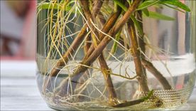 Fortalece las raíces de todas tus plantas. Foto: SHUTTERSTOCK Fortalece las raíces de todas tus plantas. Foto: SHUTTERSTOCK