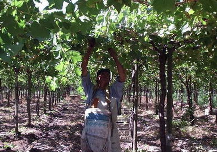 La cosecha ya se ha iniciado en la Argentina