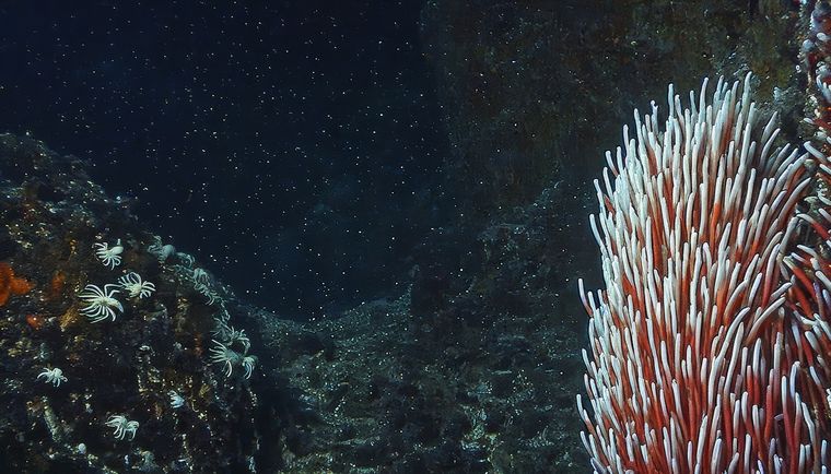 Esta especie vivió hace 500 millones de años. Foto: Shutterstock