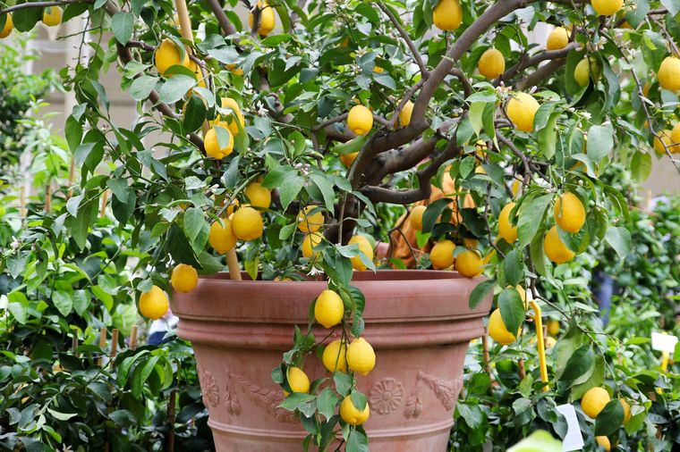 Los cuidados que necesita el limonero. Fuente: Shutterstock. Los cuidados que necesita el limonero. Fuente: Shutterstock.