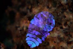 zafiro de mar, el animal mas bello del mundo