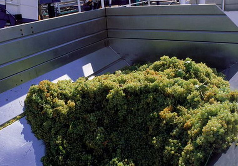 Una de las preocupaciones del sector era el tenor azucarino de las uvas criolllas.
