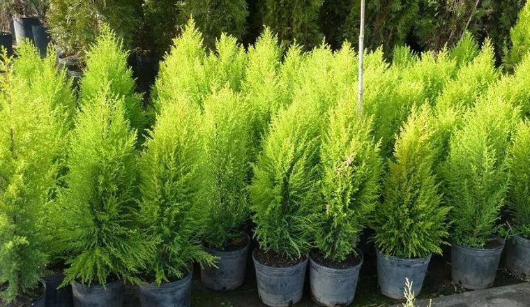 Jardín Cuidados del pino enano Foto: Pinterest