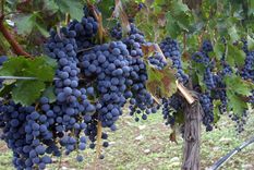 Foto: Alf Ponce / MDZ