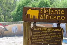 Foto: Pachy Reynoso/MDZ