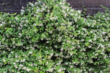 Esta planta es ideal para plantar en esta época del año. Esta planta es ideal para plantar en esta época del año.