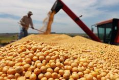 soja: proyectan fuerte recorte de la cosecha por sequia