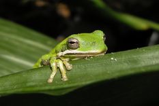 el cambio climatico acabaria con un tercio de animales y plantas en 50 anos