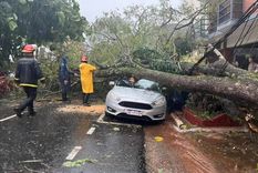 Durante el temporal, un árbol de grandes dimensiones cayó sobre un vehículo dejando atrapado a un médico, quien fue rescatado por bomberos. Foto: NA