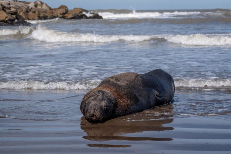 Lobos marinos El alerta se mantiene vigente y endurecen medidas para evitar que aumente la circulación del virus Foto: Télam