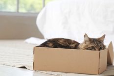 La preferencia por las cajas es uno de los comportamientos más comunes en gatos. Foto: Shutterstock
