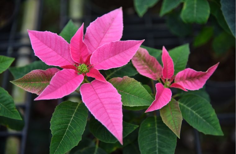 Jardín Cómo cuidar la princettia Foto: Shutterstock